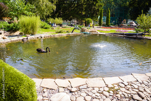 Black Swan in a lake in the Feldman ecopark in Kharkov, Ukraine. photo