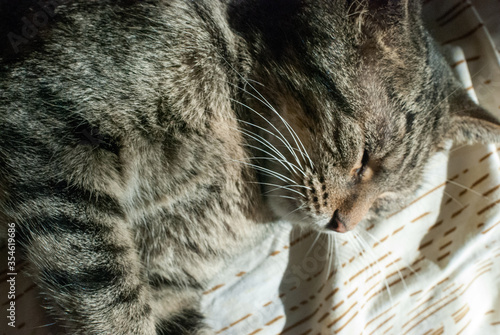 cat domestic looks muzzle close-up