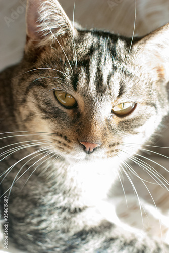 cat domestic looks muzzle close-up