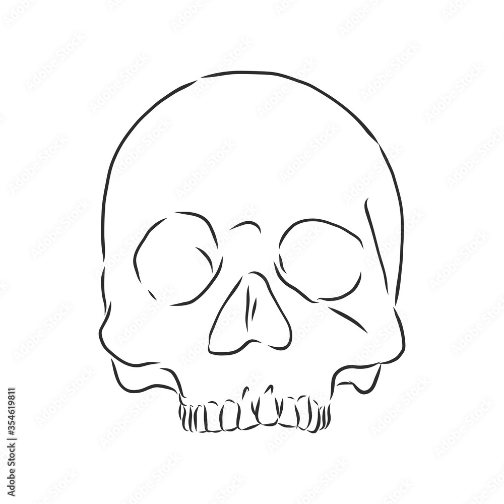 Hand painting of human skull. human skull, vector sketch illustration Hand painting of human skull. human skull, vector sketch illustration