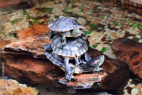 Rubella tortoise in the zoo. Three turtles are standing on their backs, one on one. Trachemys Scripta Elegans .