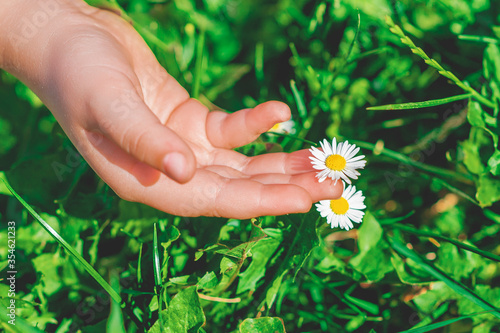 Little hand of child touching white daisy on the green grass. Summer time. Selective focus.
