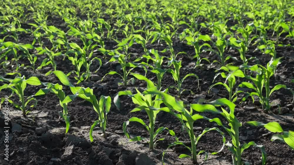 Rows of young green corn plants in field in sunset with wind blowing, agriculture in spring Rows of young green corn plants in field in sunset with wind blowing, agriculture in spring
