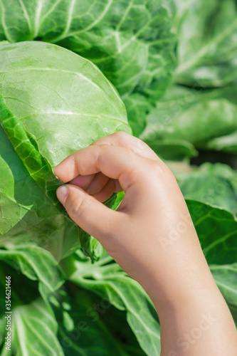 Close up of white cabbage and hand of child touching it. Harvesting cabbage.
