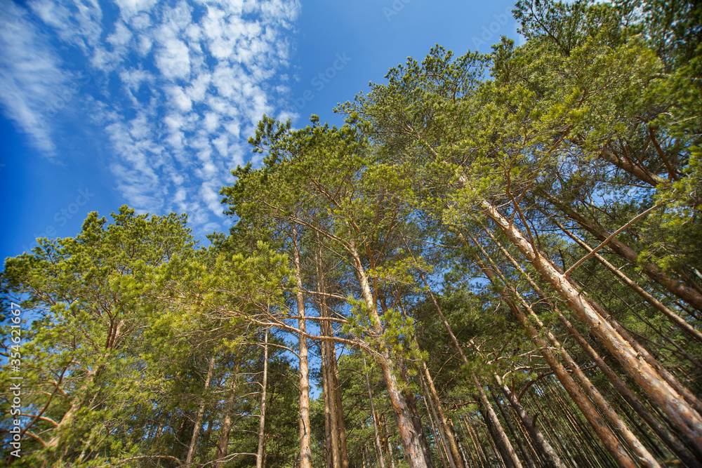 Fototapeta premium Landscape with the image of a pine forest in the Leningrad region