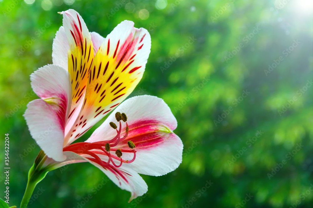 Fototapeta premium astrometry flower bud on a background of green leaves