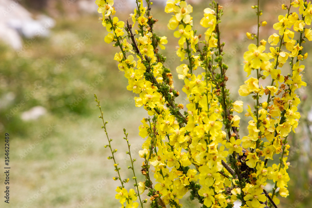 Yellow wildflower with its unique beauty, with stones and greenery in the background Yellow wildflower with its unique beauty, with stones and greenery in the background
