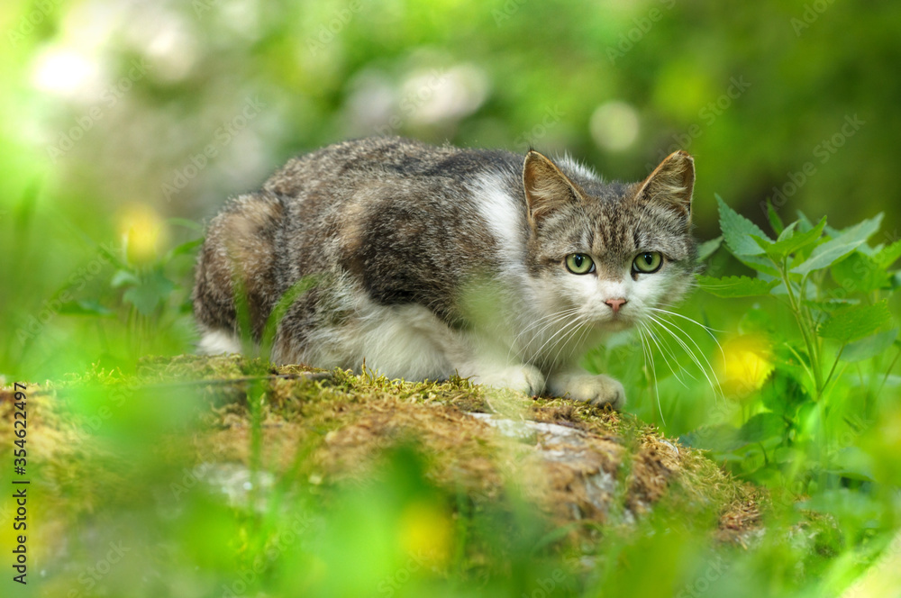 Cat in the forest on a flowering meadow. Selective focus on the eyes. Spring or summer concept Cat in the forest on a flowering meadow. Selective focus on the eyes. Spring or summer concept