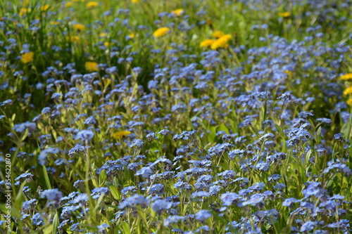 Forget-me-not field.