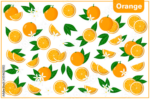 Set of vector cartoon illustrations with Orange exotic fruits  flowers and leaves isolated on white background