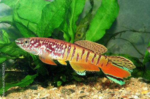 Aphyosemion sjoesdedti. Aphyosemion is a genus of African rivulines endemic as the name indicates to Africa. Many of these species are popular aquarium fish. photo