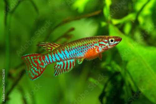 Aphyosemion elberti CFE 04 05 Africa, african freshwater killifish