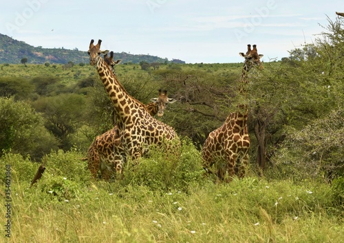 Canvas Print giraffe in the savannah