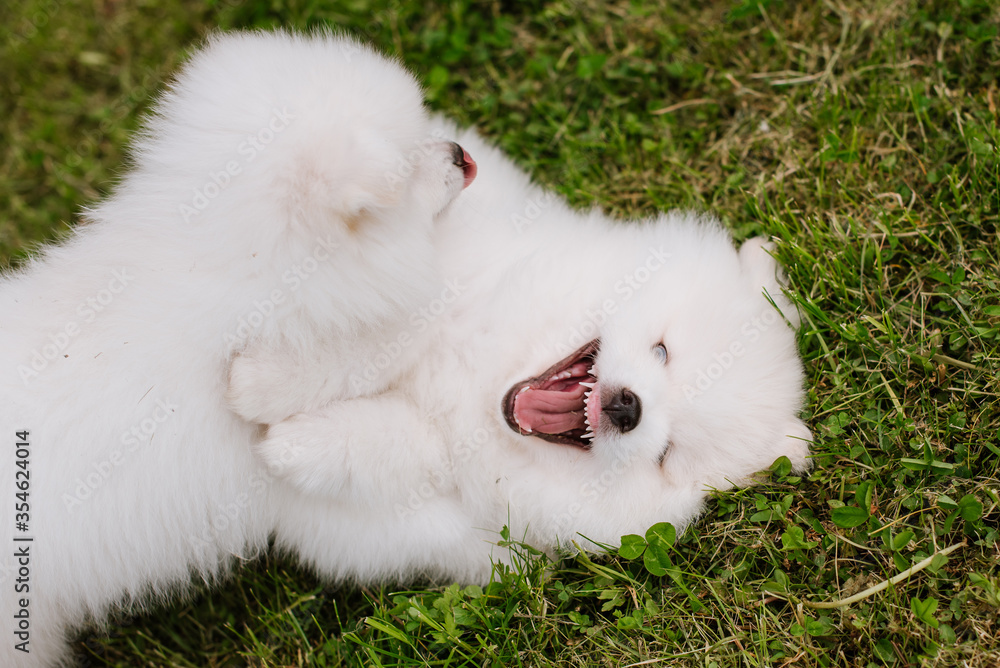 White little puppies playing on green grass during walking in the park. Adorable cute Pomsky Puppy dog , a husky mixed with a pomeranian spitz White little puppies playing on green grass during walking in the park. Adorable cute Pomsky Puppy dog , a husky mixed with a pomeranian spitz