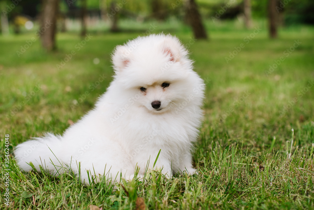 Little white puppy outdoors in the park. Close up. Pomsky puppy dog. Adorable mini husky little dog