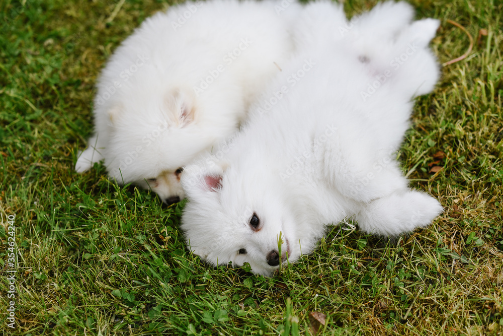 White little puppies playing on green grass during walking in the park. Adorable cute Pomsky Puppy dog , a husky mixed with a pomeranian spitz White little puppies playing on green grass during walking in the park. Adorable cute Pomsky Puppy dog , a husky mixed with a pomeranian spitz
