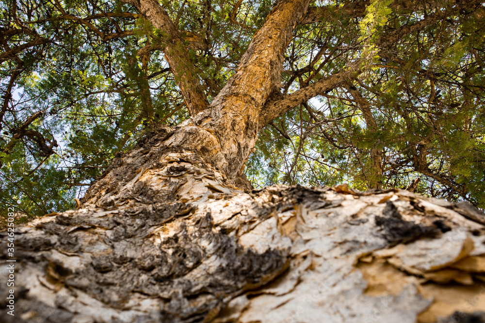 Fototapeta premium old tree trunk