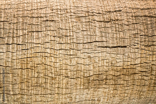 Raw and ancient wood texture, copy space photo