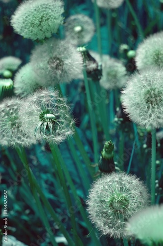 Background with white dandelions and blurred grass. Floral macro of blowballs