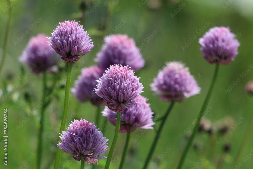 Chive flowers Chive flowers