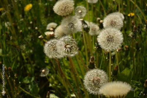 Background with white dandelions and blurred grass. Floral macro of blowballs
