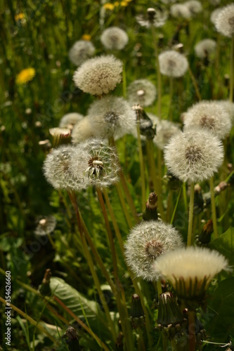 Background with white dandelions and blurred grass. Floral macro of blowballs