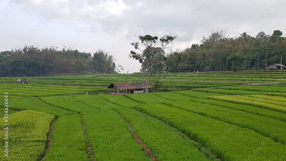 Green rice grow in the terraced farmland, natural beautiful of the country side