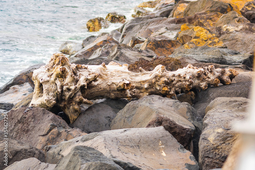 Tree dragged by the sea on top of the rocks