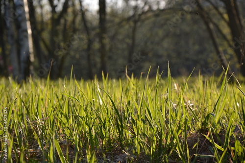 green grass and sun