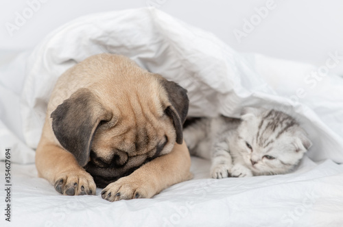 Pug puppy and tiny kitten sleep together under a blanket on a bed at home