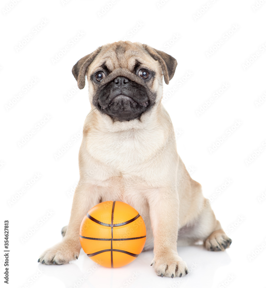 Pug puppy sits with a basketball. Isolated on white background Pug puppy sits with a basketball. Isolated on white background