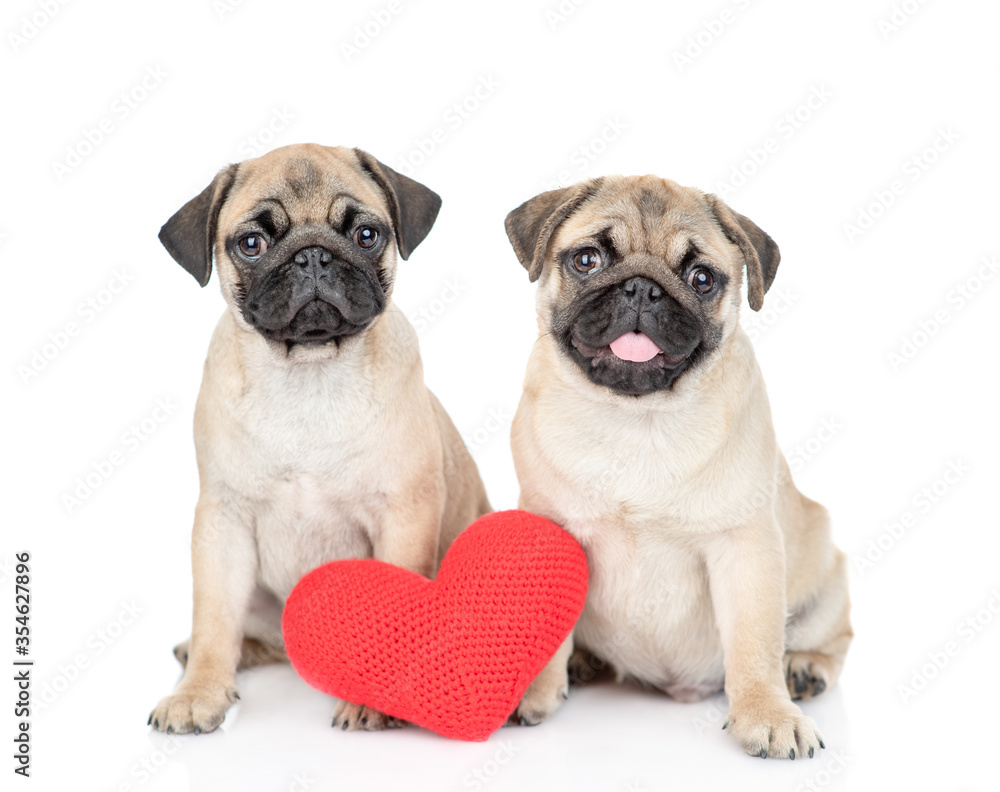 Fototapeta premium Two Pug puppies sit with red heart. Valentines day concept. Isolated on white background