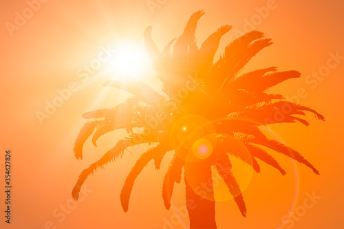 Palm on the orange background