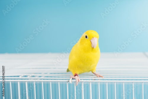 Bird parrot parakeet forpus american yellow color lovely pet on blue background 1 year old