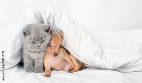 Toy terrier puppy and british kitten sit together under warm blanket on a bed at home. Panoramic view. Empty space for text