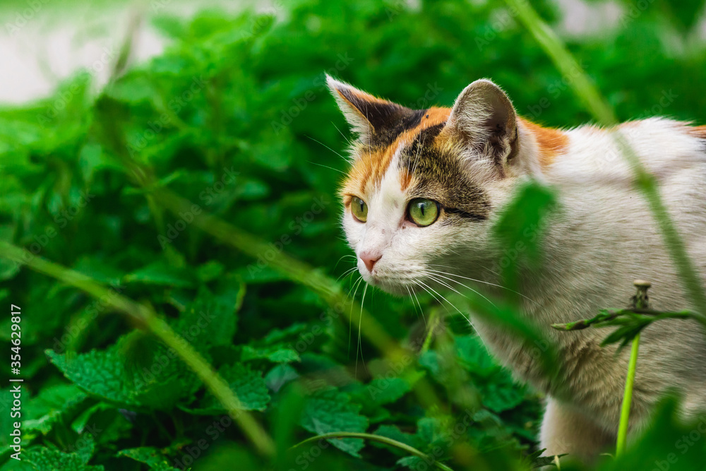 Beautiful calico cat portraits on a green background funny expressions and emotions