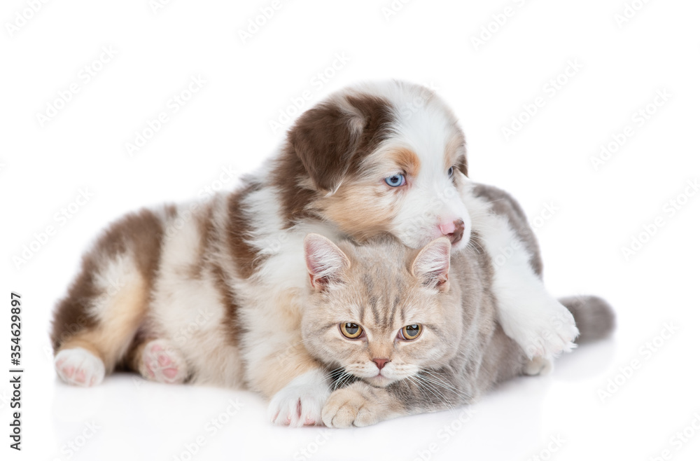 Fototapeta premium Fluffy Australian shepherd puppy embraces adult british cat. Isolated on white background