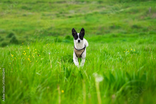 Basenji dog runs to the owner jumping on the green field