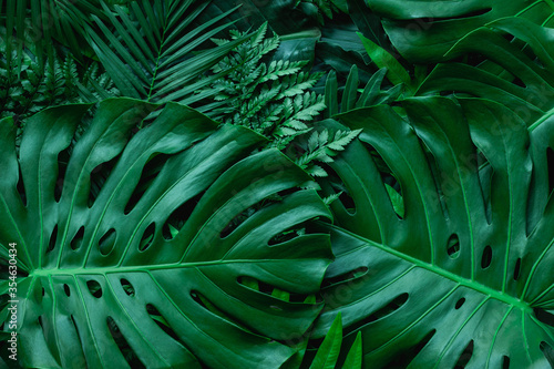 closeup nature view of green monstera leaf and palms background. Flat lay, dark nature concept, tropical leaf