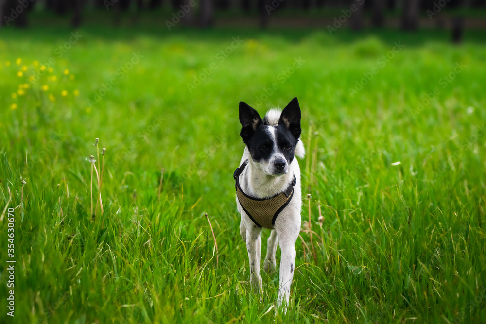 Basenji dog runs to the owner jumping on the green field Basenji dog runs to the owner jumping on the green field