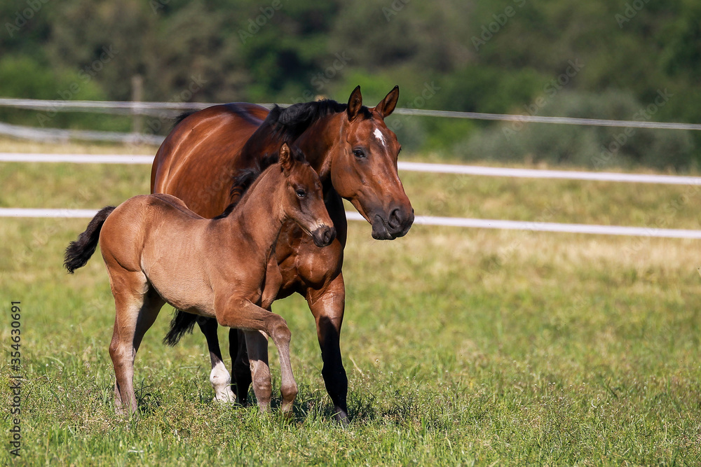 Foal brown with his mother in the pasture, both go left to right across the pasture.. Foal brown with his mother in the pasture, both go left to right across the pasture..