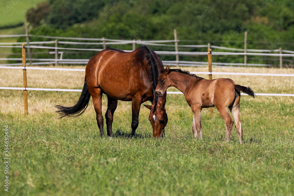 Foal brown with his mother in the pasture, mare eating.. Foal brown with his mother in the pasture, mare eating..