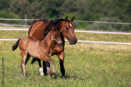 Foal brown with his mother in the pasture  both go left to right across the pasture..