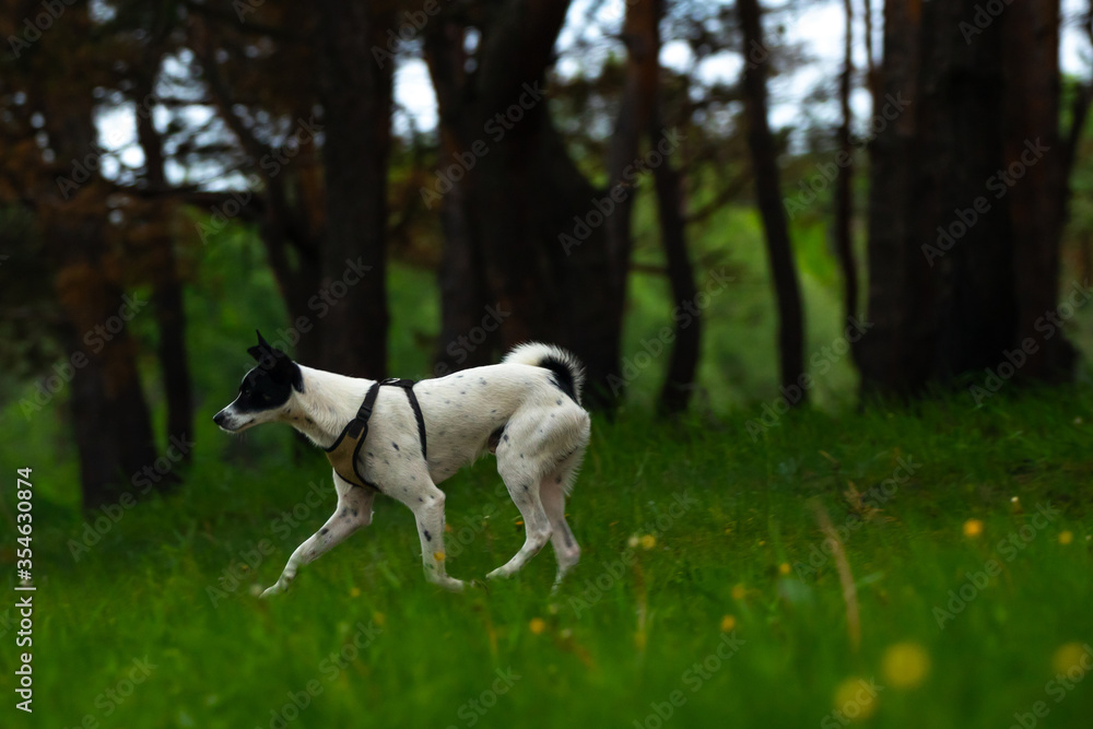 A dog on a dark background of the forest is running somewhere, a photo of basenji in motion