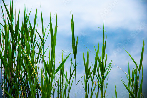 Sedge swamp grass on a background of water, a beautiful photo of nature © FellowNeko