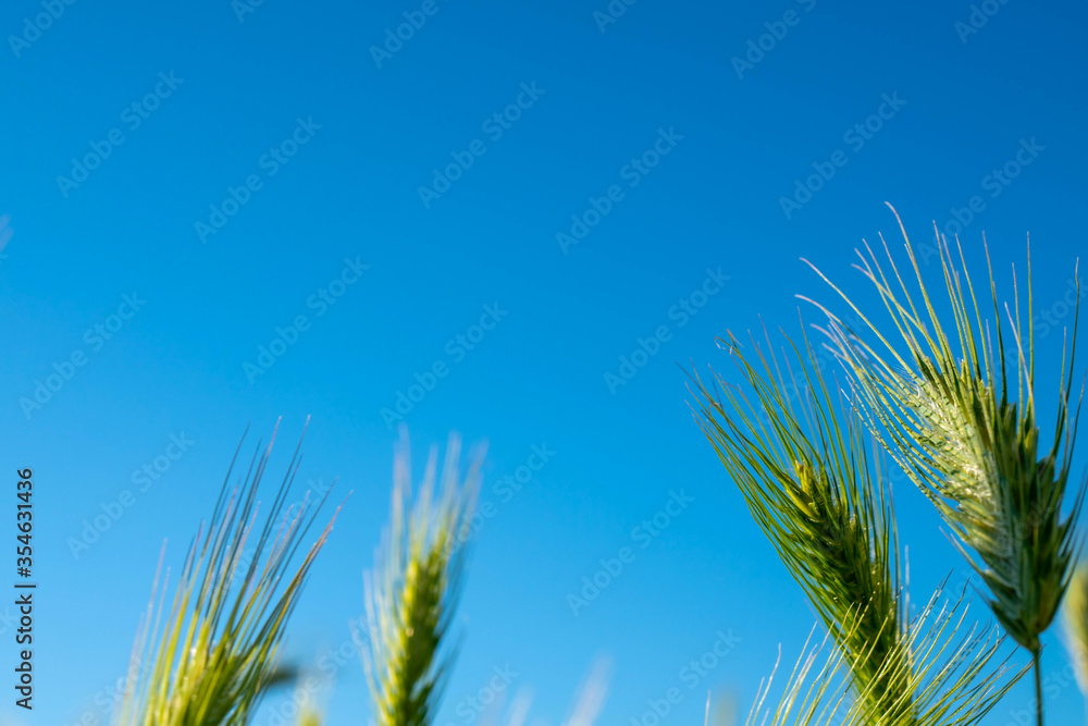 spikelets of wheat against the blue sky. close up spikelets of wheat against the blue sky. close up