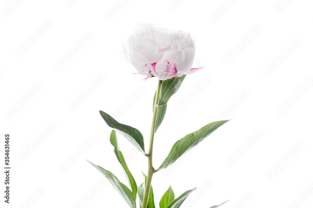 White-pink tender Peony. Close up beautiful flower isolated on white studio background. Design elements for cutting. Blooming, spring, summertime, tender leaves and petals. Copyspace. White-pink tender Peony. Close up beautiful flower isolated on white studio background. Design elements for cutting. Blooming, spring, summertime, tender leaves and petals. Copyspace.