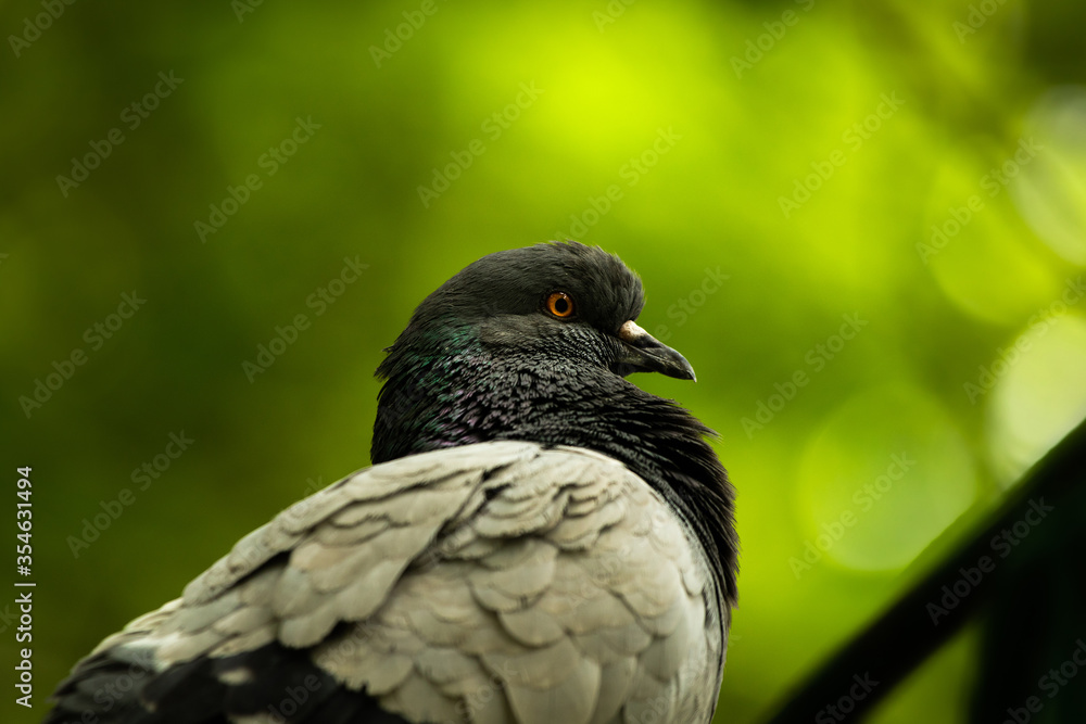 Dove closeup portrait on a green background, greens and foliage, summer Dove closeup portrait on a green background, greens and foliage, summer