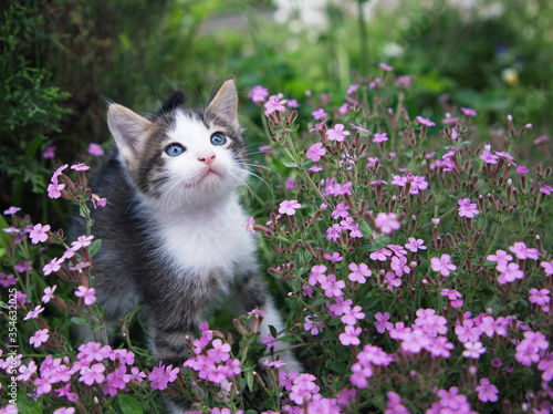 gray-white cute kitten with big blue eyes sits on a flower bed among many pink flowers and looks up. Cat's childhood, beautiful cards, harmony of nature