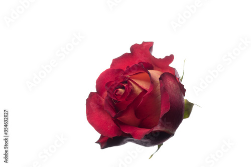 Bright red rose. Close up beautiful flower isolated on white studio background. Design elements for cutting. Blooming  spring  summertime  tender leaves and petals. Copyspace.